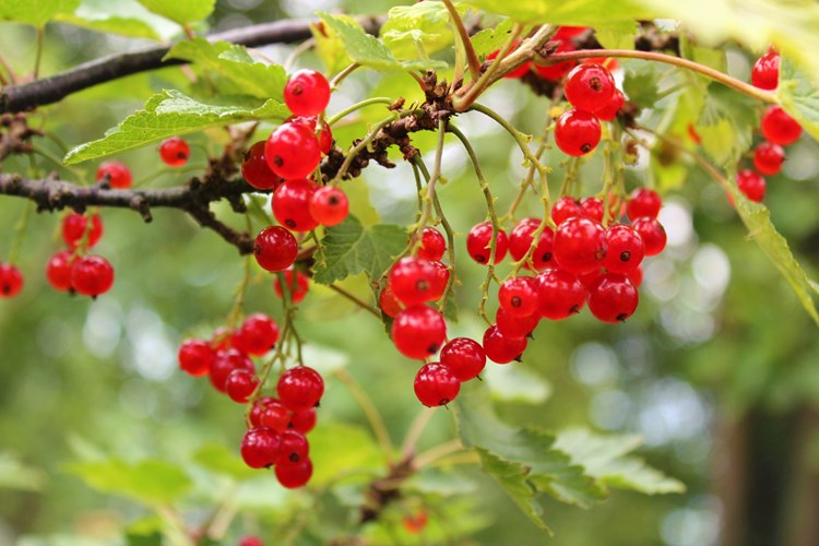 Trồng[-]Ribes[-]rubrum[-](nho[-]đỏ)[-]trị[-]rối[-]loạn[-]tiền[-]mãn[-]kinh